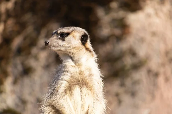 Closeup tiro de um meerkat olhando para fora para predadores — Fotografia de Stock