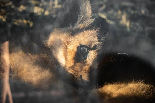 Closeup Shot Curled Bobcat Eyes Open — Stock Photo, Image
