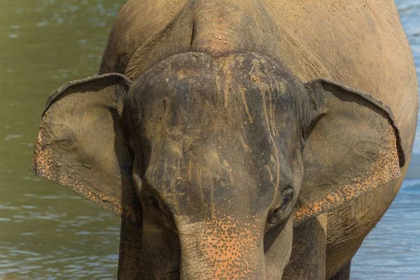 Elefante paseo por el agua — Foto de Stock