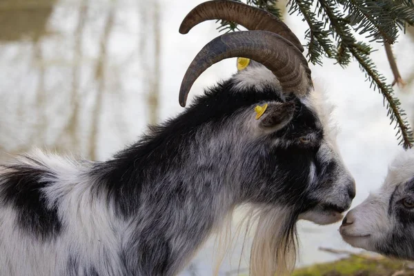 Dramatic Shot Mother Goat Kissing Her Young — Stock Photo, Image