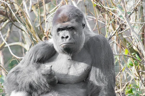 Foto de cierre de una gorila de alerta sentada con hierbas altas en el fondo. — Foto de Stock
