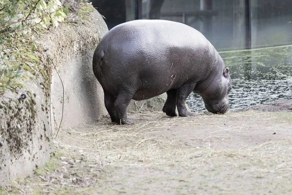 Uma Visão Traseira Hipopótamo Que Bebe Água Pela Costa Uma — Fotografia de Stock