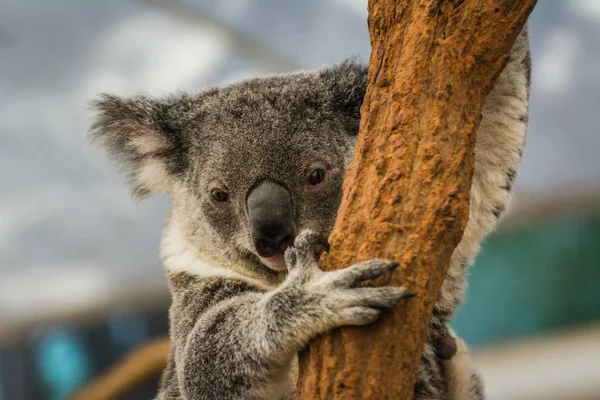 Zbliżenie Ujęcie Koali Drzewie — Zdjęcie stockowe