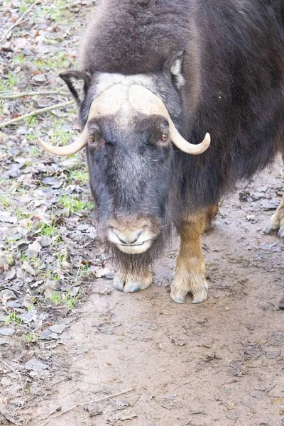 High Angle Front View Shot Muskox Standing Muddy Path Zoo — Stock Photo, Image