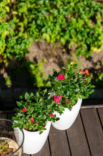 Vertikal Hög Vinkel Skott Små Rosa Rosor Vita Krukor Träyta — Stockfoto