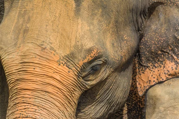 Közelkép egy elefánt fejéről nappal. — Stock Fotó