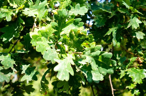 Primo piano sparato delle foglie verdi di un albero che splende sotto i raggi di un sole — Foto Stock