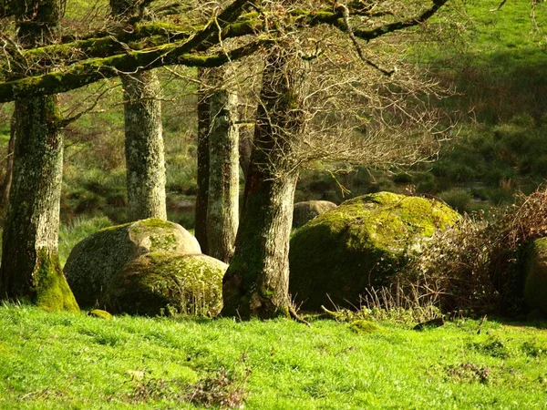 Ένα Όμορφο Πλάνο Των Δέντρων Πράσινο Γρασίδι Και Μεγάλους Βράχους — Φωτογραφία Αρχείου
