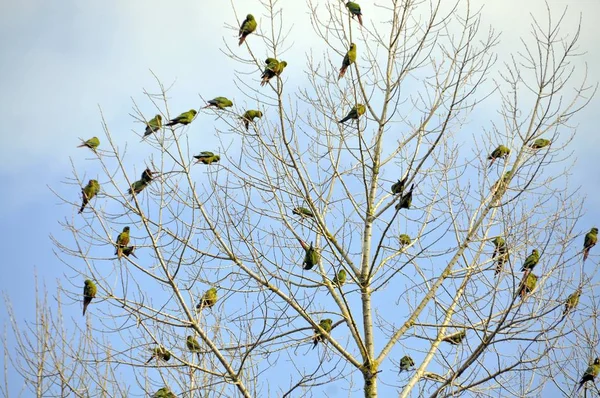 Papagájok ülnek együtt merész faágakon — Stock Fotó