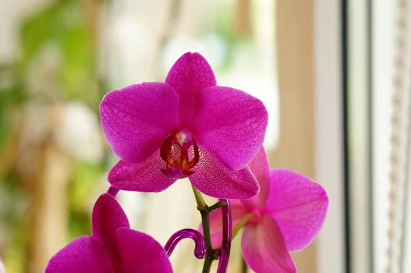 Рожева Орхідея Молі Phalaenopsis Розмитим Тлом — стокове фото