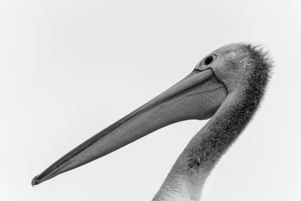 Eine Graustufenaufnahme Eines Pelikans — Stockfoto