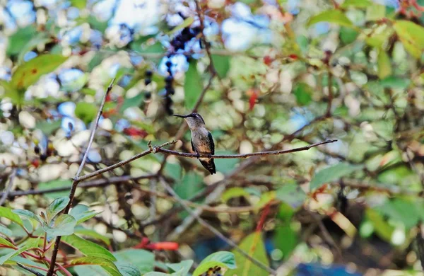 Gaivota pássaro empoleirado em um ramo de árvore com um fundo borrado — Fotografia de Stock