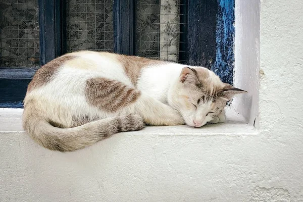 Bellissimo scatto di un gatto che dorme fuori dalla finestra — Foto Stock