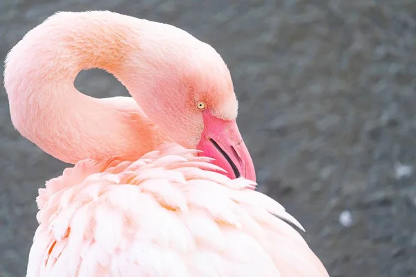 Closeup of a flamingo resting ts head on its back — Stock Photo, Image