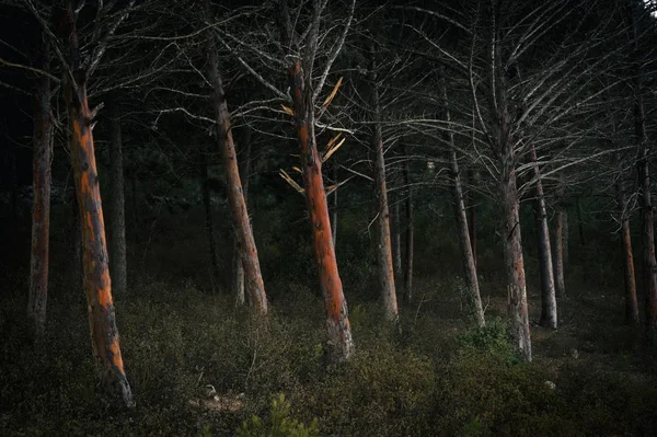 Bosque cubierto de arbustos y árboles durante la noche - ideal para fondos y fondos de escritorio. — Foto de Stock