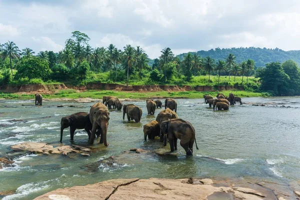 Lac près d'un rivage herbeux avec des éléphants marchant autour — Photo