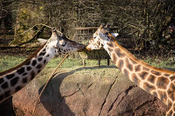 Cerrar el disparo de dos jirafas comiendo heno de un comedero como si se besaran mutuamente. — Foto de Stock