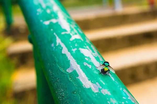 Encerramento tiro de uma mosca de pé em uma cerca de metal no parque — Fotografia de Stock