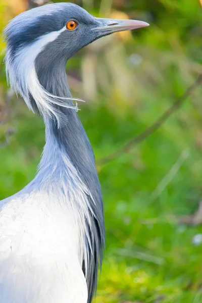 Closeup tiro de um guindaste de Demoiselle com penas brancas longas que gotejam do canto de seus olhos — Fotografia de Stock