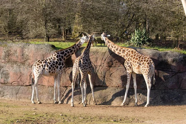 Longue photo de trois girafes dans un zoo mangeant du foin d'une mangeoire sur un mur de béton — Photo