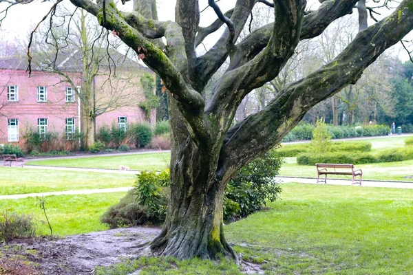 Árvore coberta de musgos rodeada de edifícios e vegetação em um parque — Fotografia de Stock