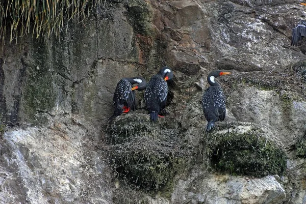 Schwarze Enten sitzen auf den steinigen Steinen — Stockfoto