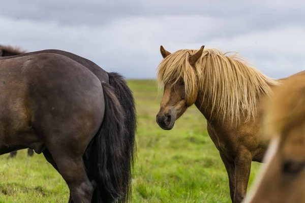 선택적 인 초점긴 털을 가진 갈색 말의 사진 — 스톡 사진