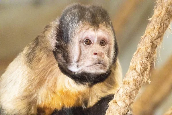 Крупный план печальной обезьяны-капуцина, сидящей на веревке в зоопарке — стоковое фото
