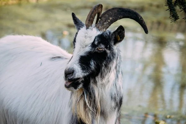 Gros Plan Une Chèvre Noire Blanche Avec Petit Étang Arrière — Photo