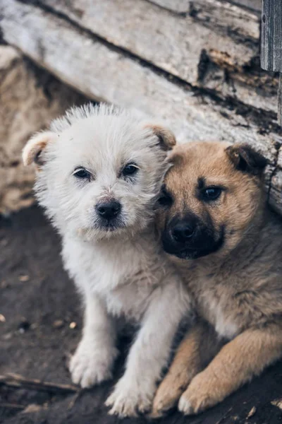 Вертикальний постріл двох собак, що сидять близько один до одного — стокове фото
