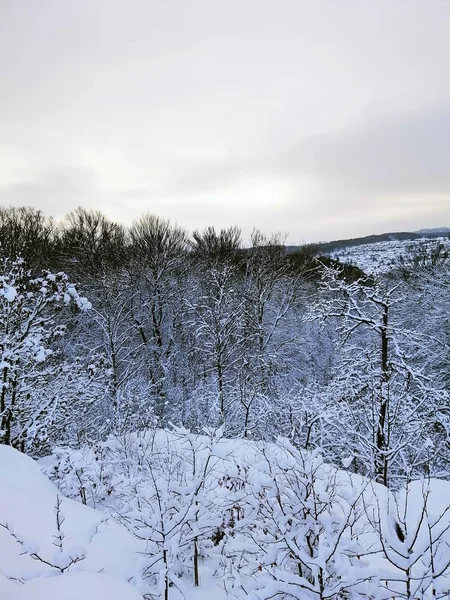 Ein Vertikales Bild Eines Von Schneebedeckten Bäumen Umgebenen Waldes Larvik — Stockfoto