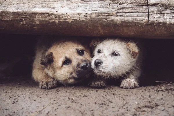 Een Groothoekopname Van Twee Honden Die Naast Elkaar Spelen — Stockfoto