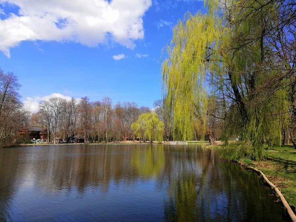 Beautiful Shot Numerous Trees Located Next Pond Park Jelenia Gora — Stock Photo, Image