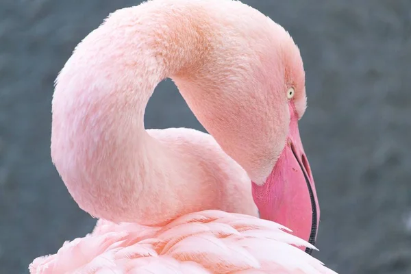 Closeup shot of a flamingo resting its head on its back - Stock-foto