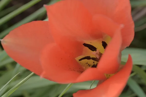 Close-up shot van een rode tulp met geel midden en zwarte helmknoppen in de lente — Stockfoto