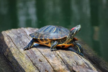 Closeup of a Florida red-bellied cooter on tree lumber surrounded by water under the sunlight clipart