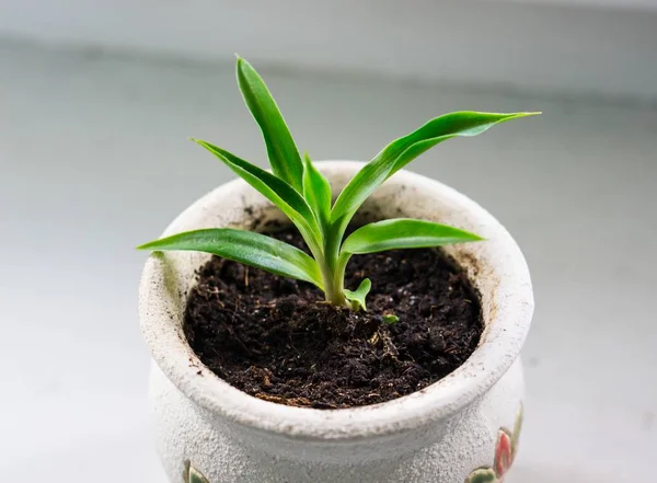 Hochwinkelaufnahme eines Grases, der in einer Schüssel Erde wächst — Stockfoto