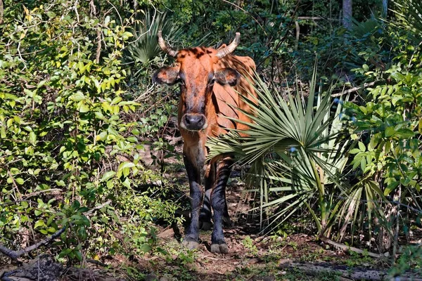 Bull Walking Forest Lot Green Plants — Stock Photo, Image