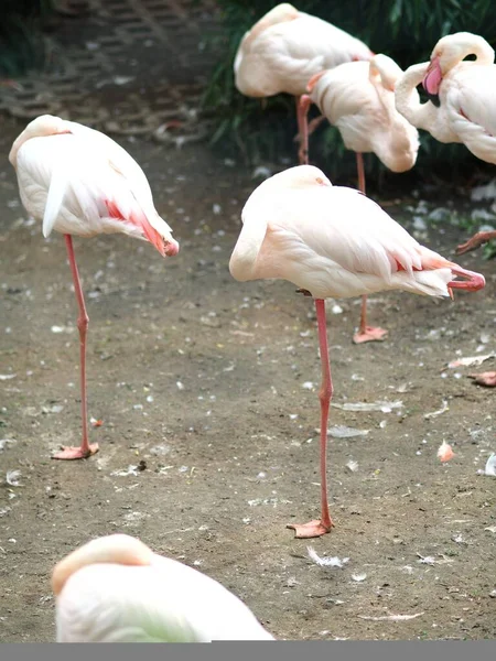 Вертикальный снимок нескольких фламинго рядом друг с другом на одной ноге — стоковое фото