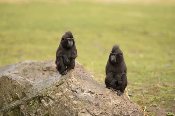 Fekete makákó majmok ülnek egy hatalmas sziklán keresztbe tett kézzel egy bokorban. — Stock Fotó