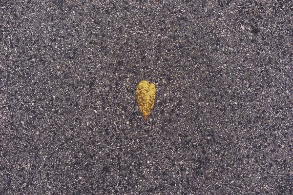 Photo de fermeture d'une petite feuille jaune reposant sur l'asphalte — Photo