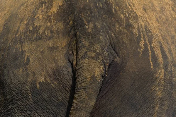 Close-up schot van een olifant staart — Stockfoto