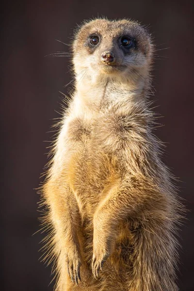 Closeup shot of an alert meerkat being watchful in the desert — Stock Photo, Image
