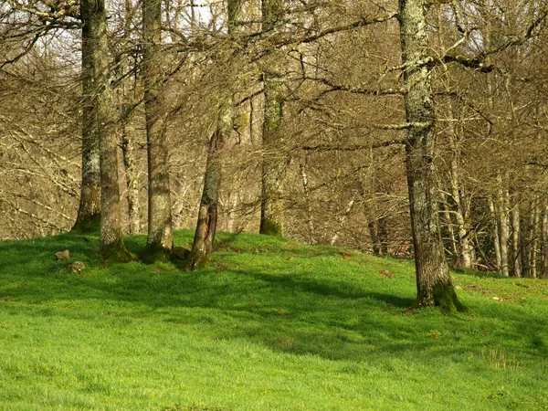 Bela floresta com grama verde durante o dia — Fotografia de Stock