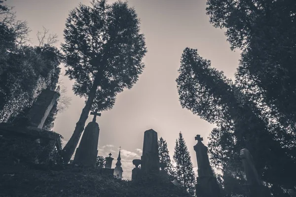 Eine Schwarz Weiß Aufnahme Von Bäumen Und Grabsteinen Von Unten — Stockfoto