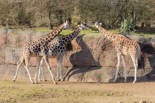 Largo tiro de tres jirafas en un zoológico comiendo heno de un alimentador en la parte superior de una pared de concreto. — Foto de Stock