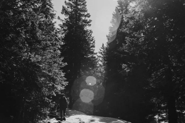 Homme marchant dans les bois avec effet bokeh en monochrome — Photo