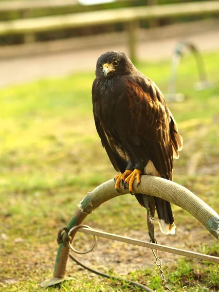 Black falcon sitting on a piece of metal behind a green field — Stock Photo, Image