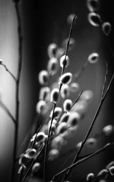 Photographie Verticale Des Branches Une Plante Sèche Sur Fond Sombre — Photo