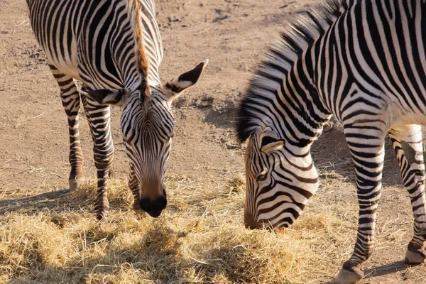 Tembakan jarak dekat dari dua zebra sedang makan jerami dengan tampilan yang indah dari garis-garis mereka — Stok Foto